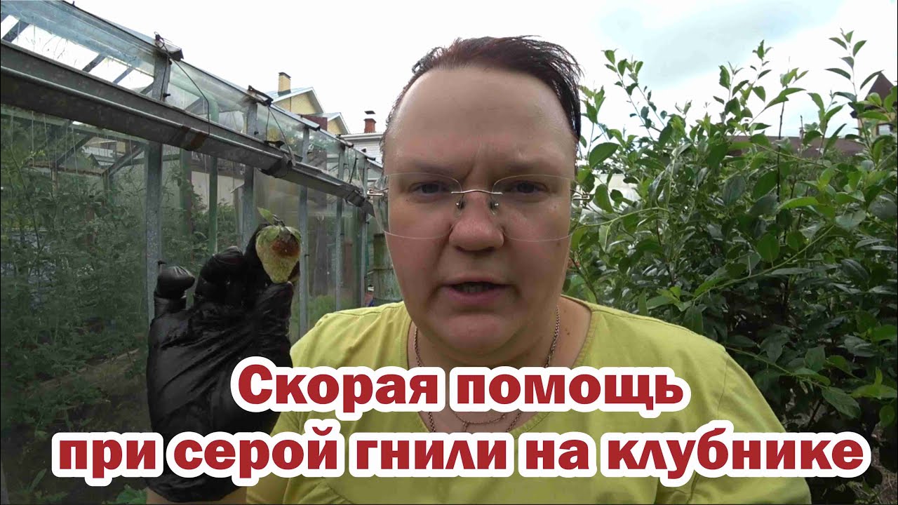 Скорая помощь при серой гнили на клубнике