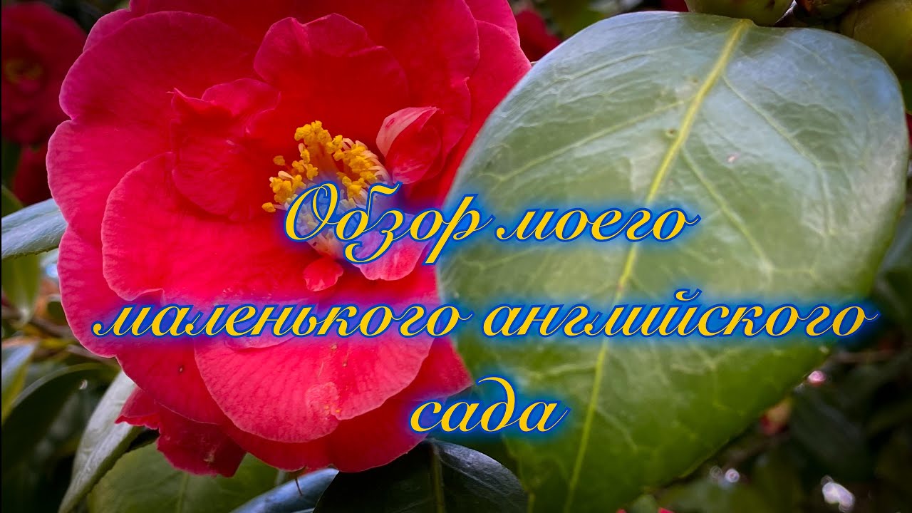 Vlog - 455 Мой маленький Английский сад