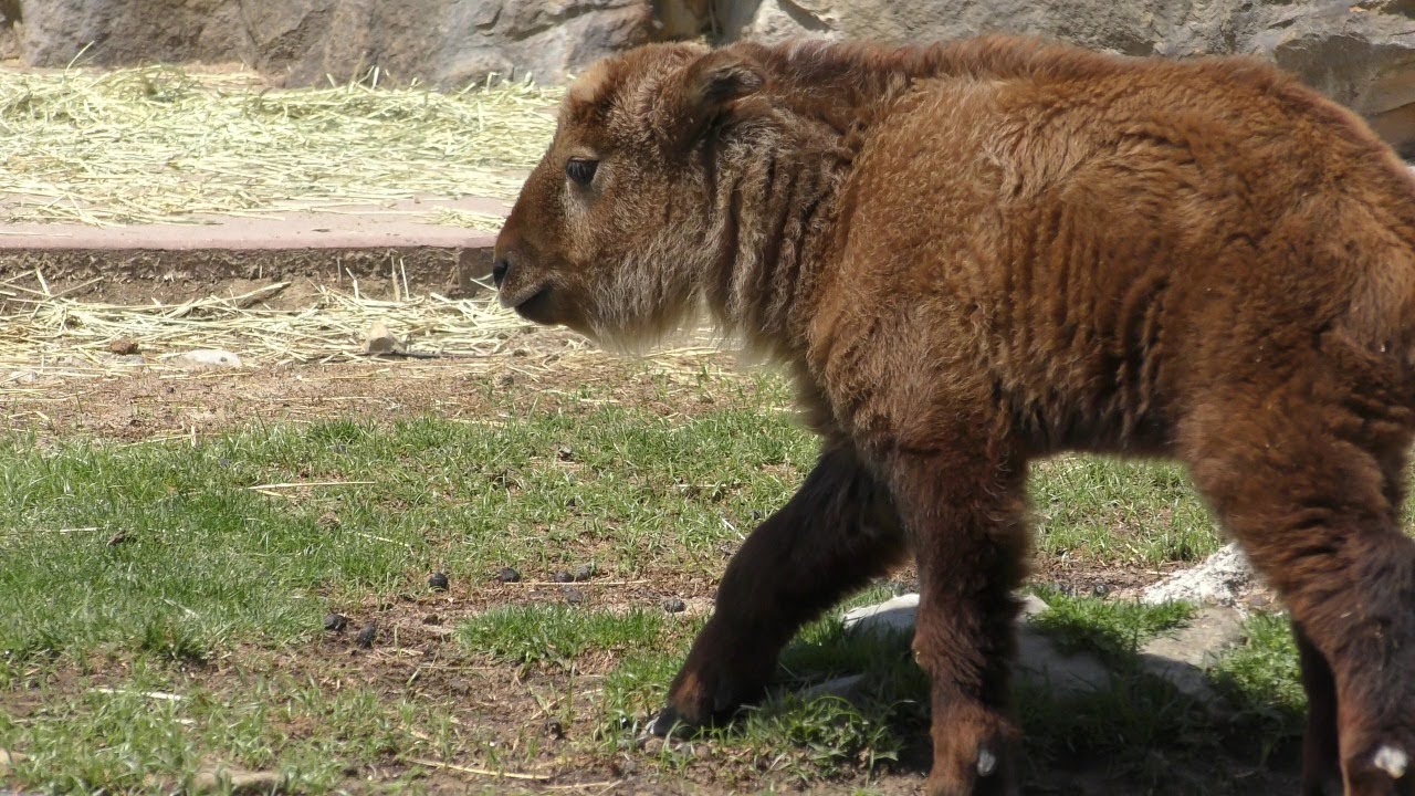 ゴールデンターキン,Golden takin,アドベンチャーワールド, Adventure world,Shirahama,Wakayama,Japan