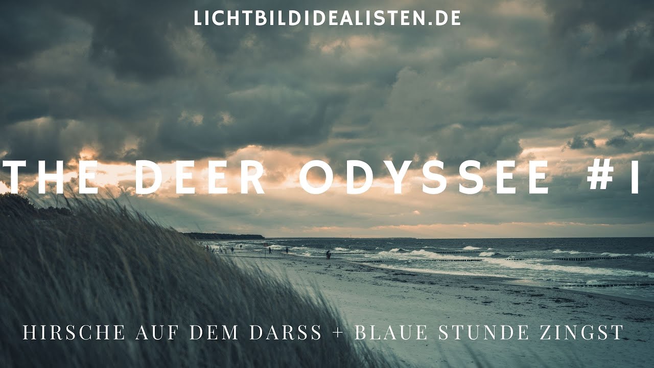 The Deer Odyssee #1 - Hirsche auf dem Darß + blaue Stunde Zingst