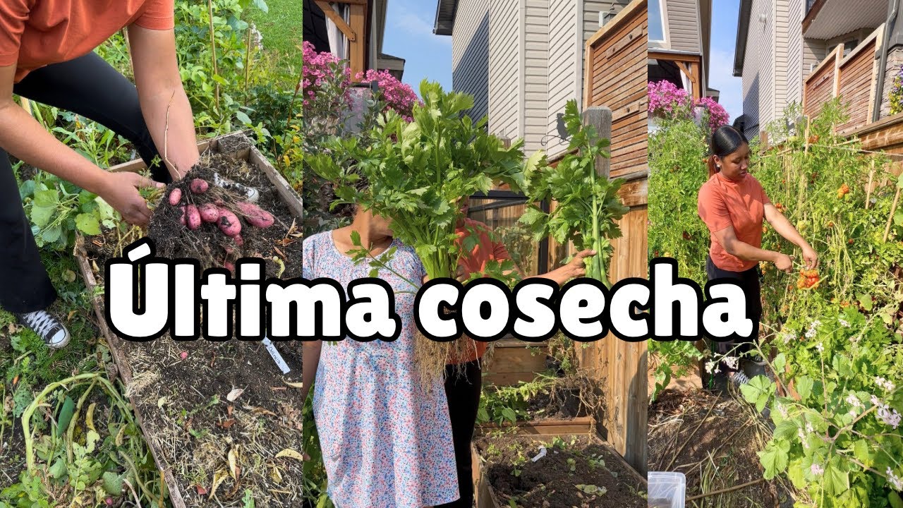 Cosechamos *TODO* antes del invierno: Mi mamá y mi esposo me ayudan. La cosecha fue *ABUNDANTE*