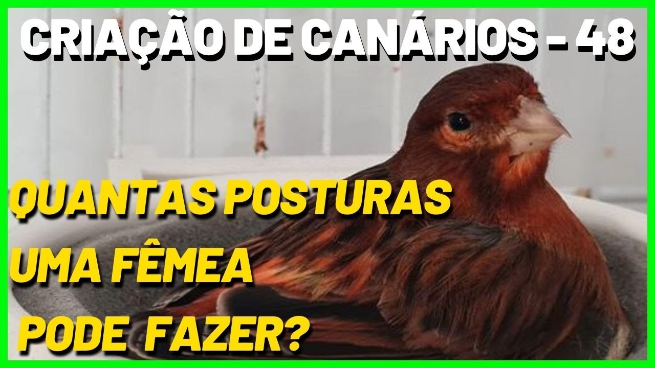 QUANTAS POSTURAS UMA FÊMEA DE CANÁRIOS DOMÉSTICO - BELGA PODE FAZER?