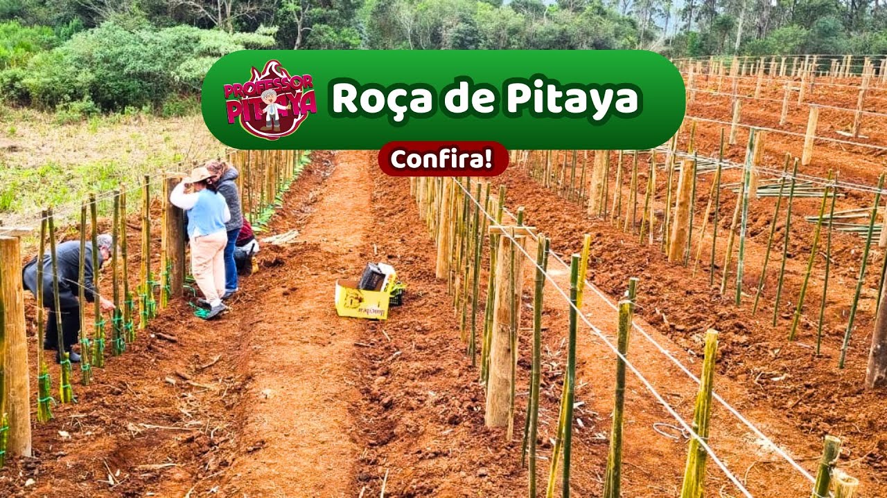 148) Roça de Pitaya