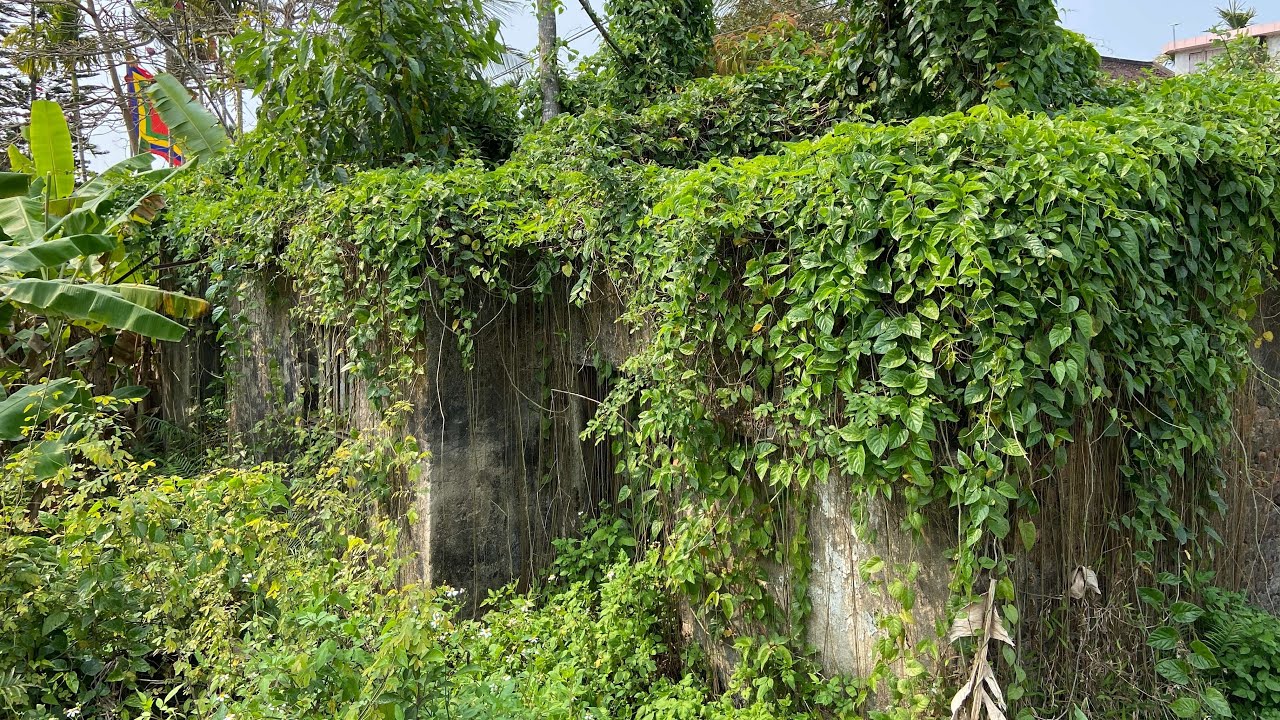 Cleaning a 100 year old Abandoned HOUSE covered by TREES | Inspiring Clean Cleaning to everyone