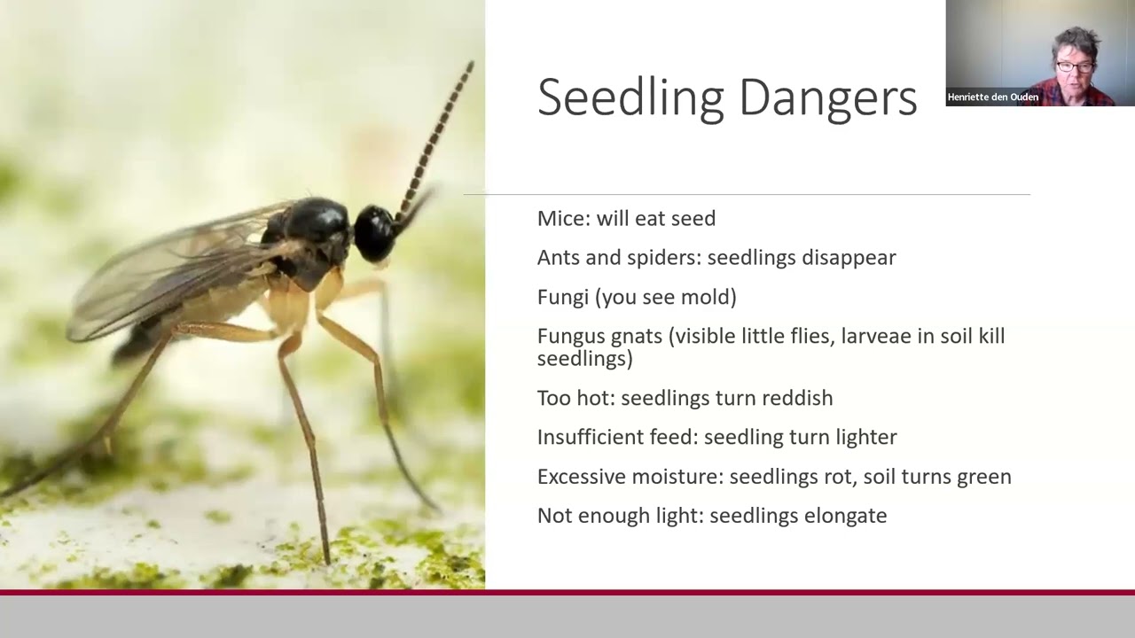 Growing and Processing Medicinal Herbs III: Leafy Herbs and Flowers — Feb. 26, 2025