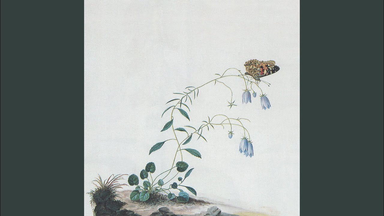 Dionea Muscipula