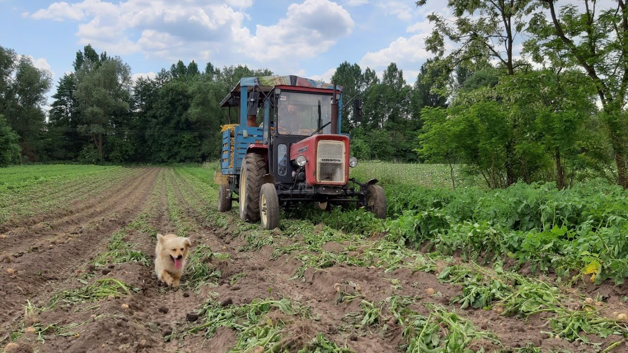 Kopanie Ziemniaków 2021 Ursus C-360 Anna