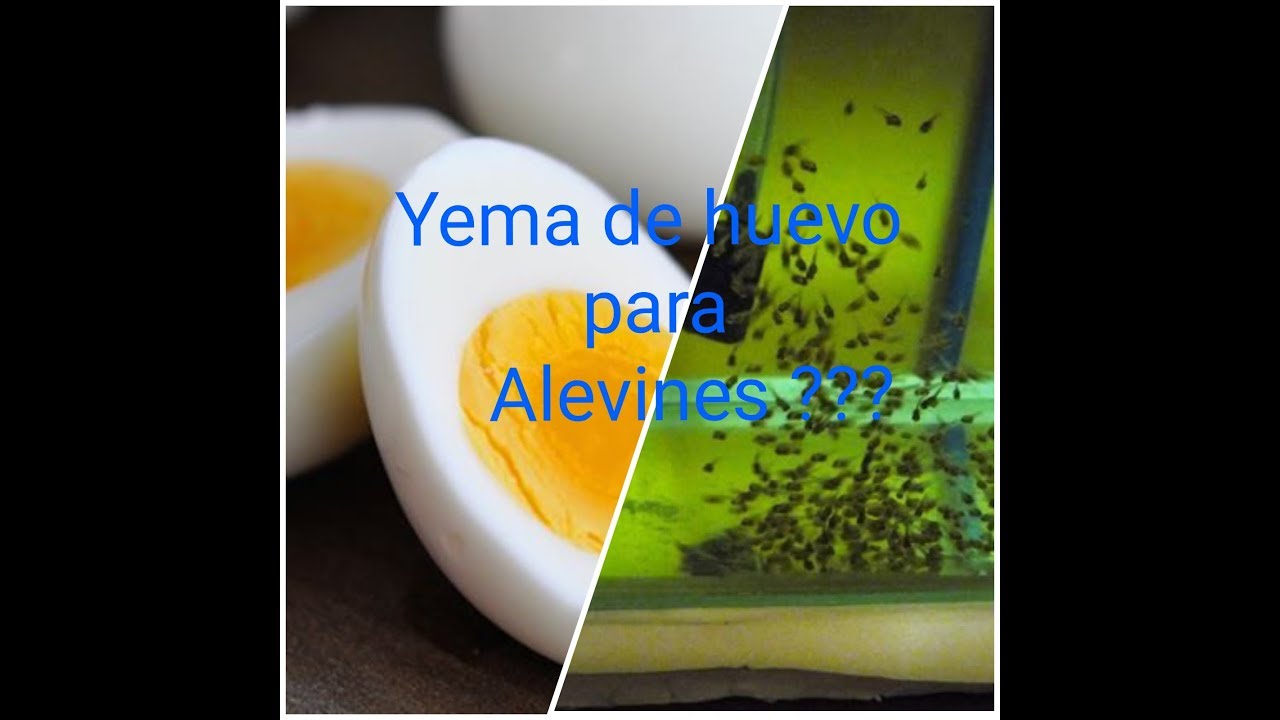 Yema de huevo alimento para nuestros alevines.