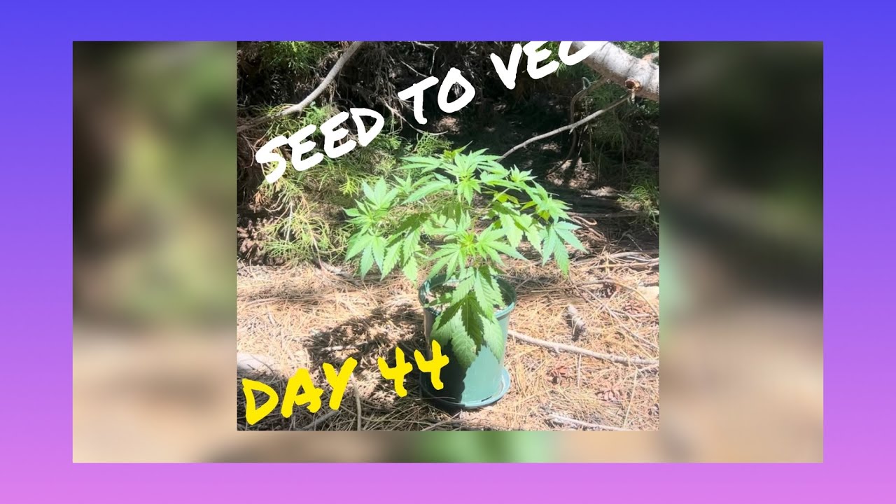 Gluey Stone Grow Series Ep. 1 &mdash; Seed to Veg (Cannabis Grow Journey)