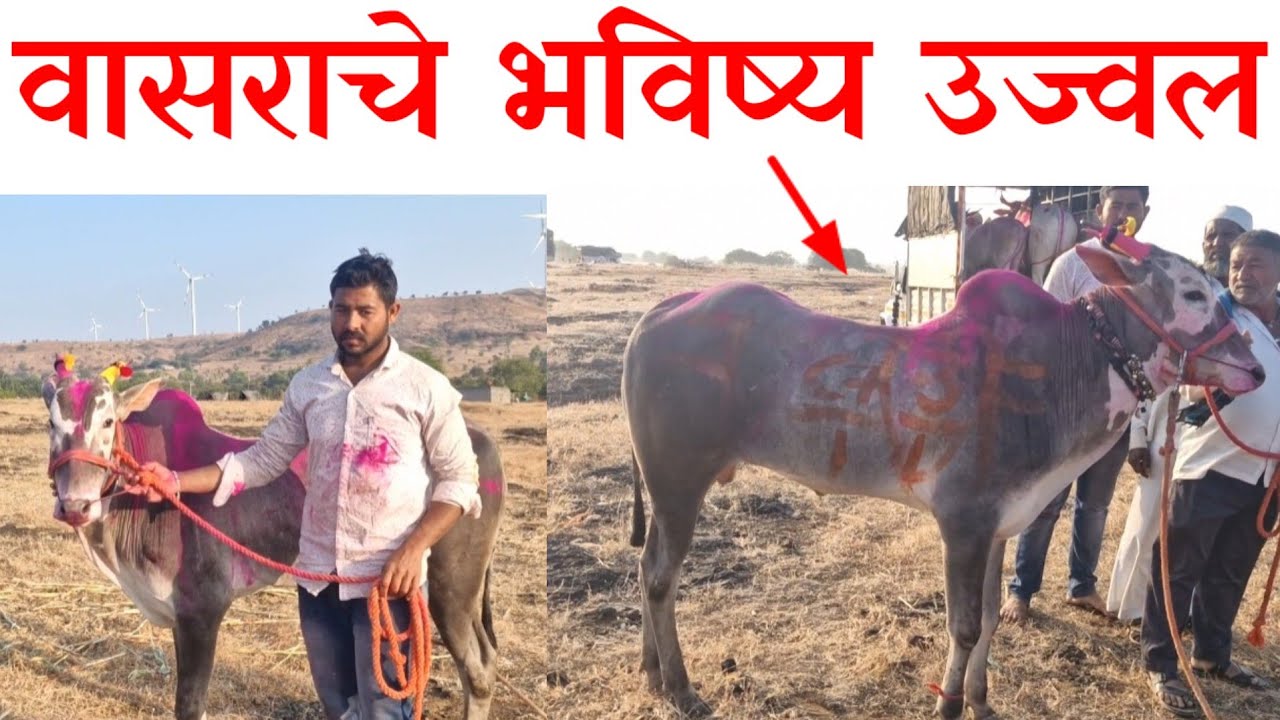 हाच तो पांगरी करांचा बादल