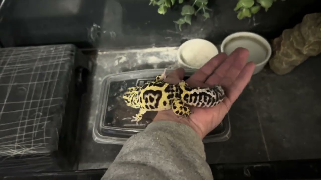 Geckos and Beardie 