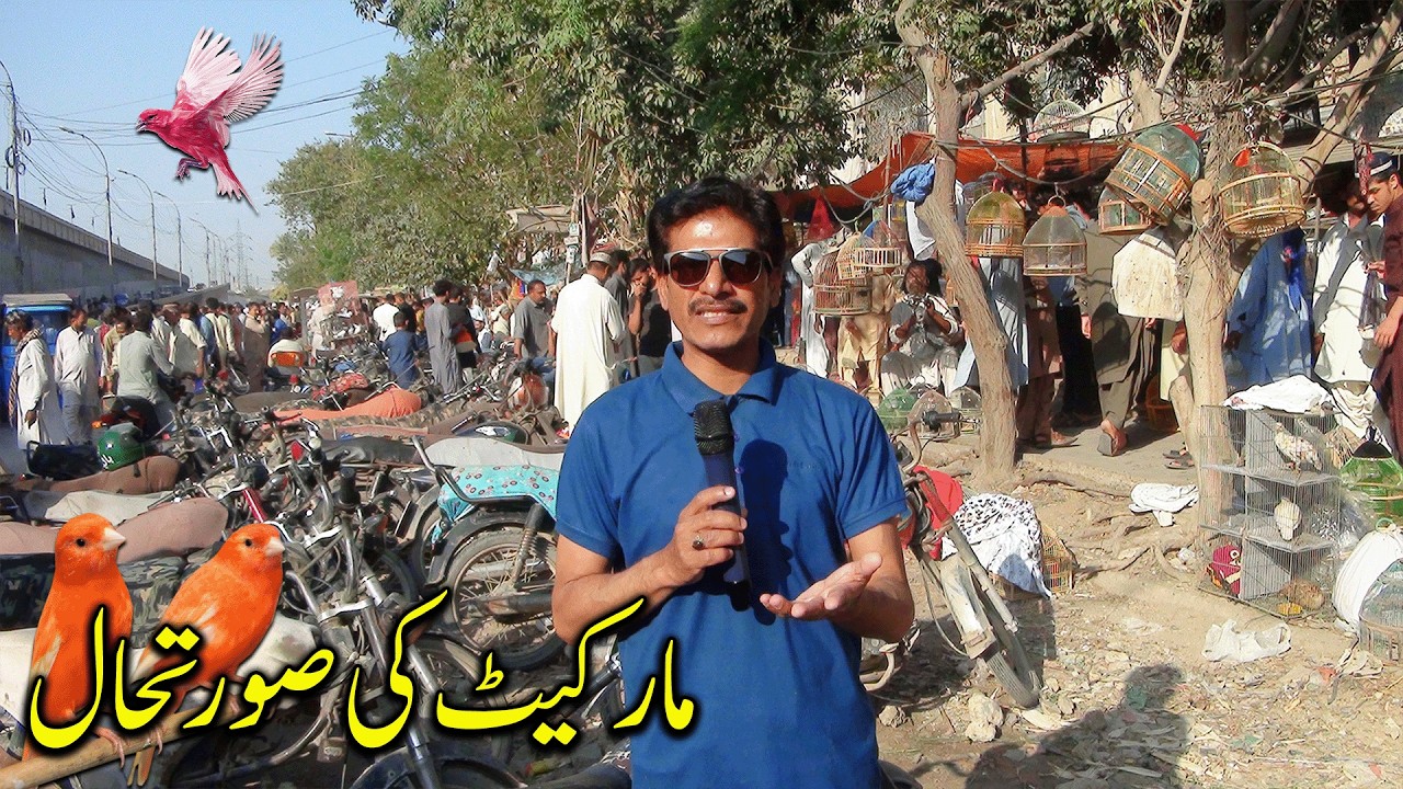 Lalukhet Parrots and Birds Market Karachi 1-3-2026 Latest Update in Urdu | سوق الطيور