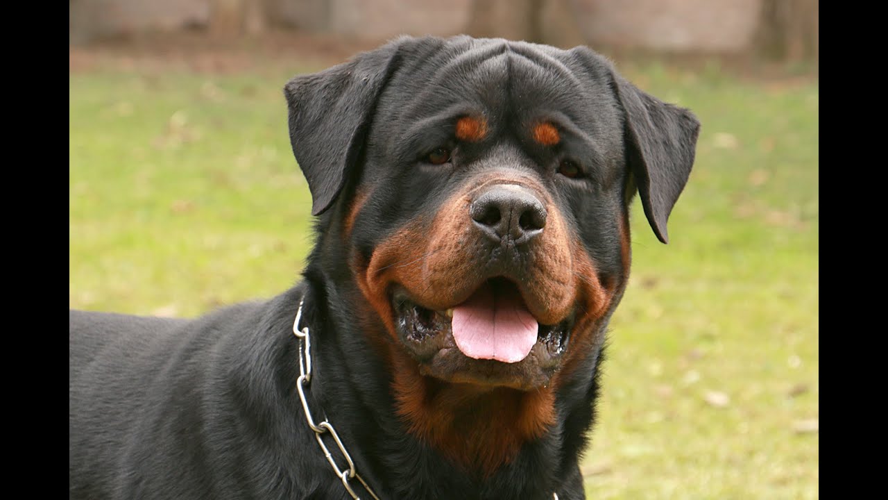 El Rottweiler