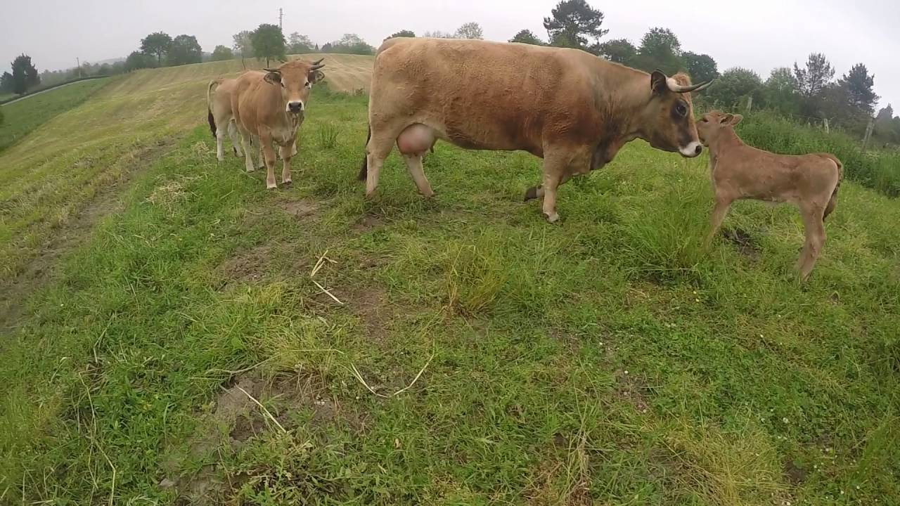 Raza Aubrac ,preparativos feria Corao 2016