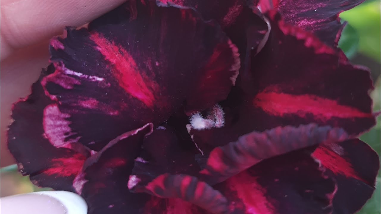 MUITA LINDEZA EM UM JARDIM SÓ . 🏜🌹🌺🌷