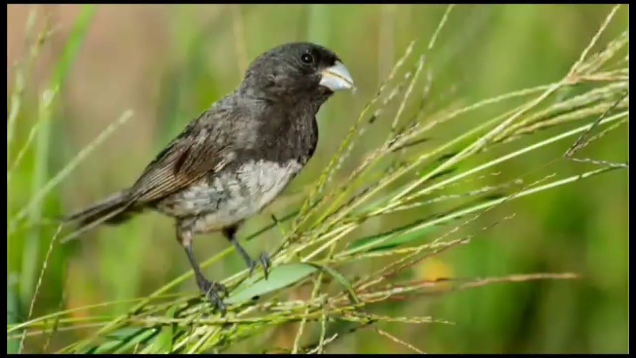 Papa capim chamando muito