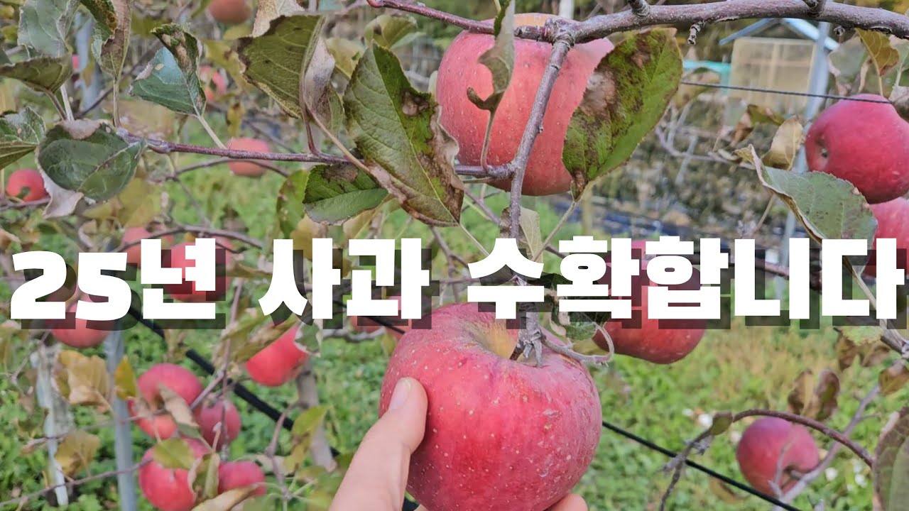 사과 수확합니다. 고라니가 다 망치기 전에. 사과 판매