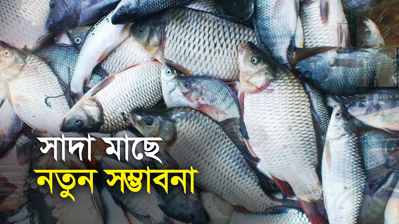 সাদা মাছে নতুন সম্ভাবনা | White Fish | Rohu | Catla | Carp | Shatkhira | Maasranga Business