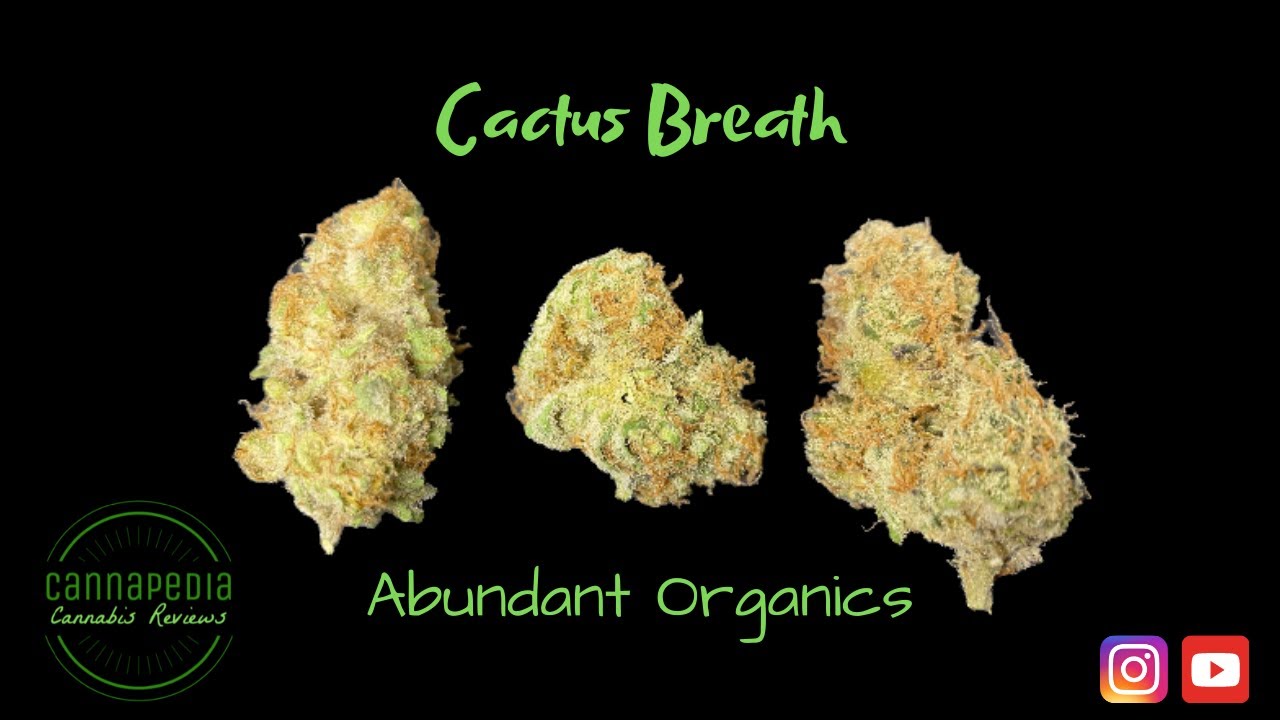 Cactus Breath Strain Review - Abundant Organics - Cannapedia