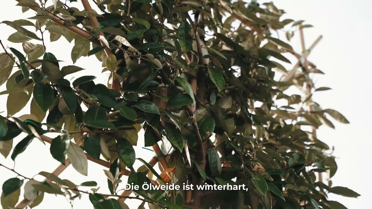 Ölweide Spalier