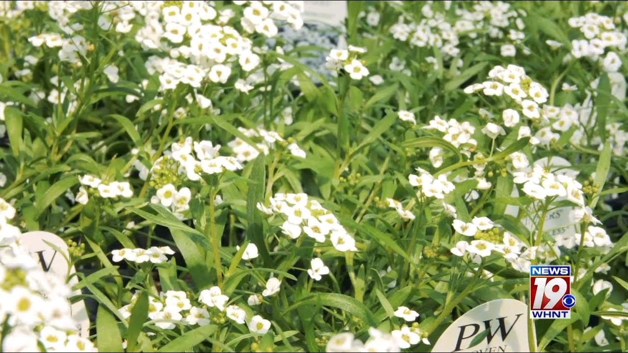 Garden Tips: Snow Princess Alyssum