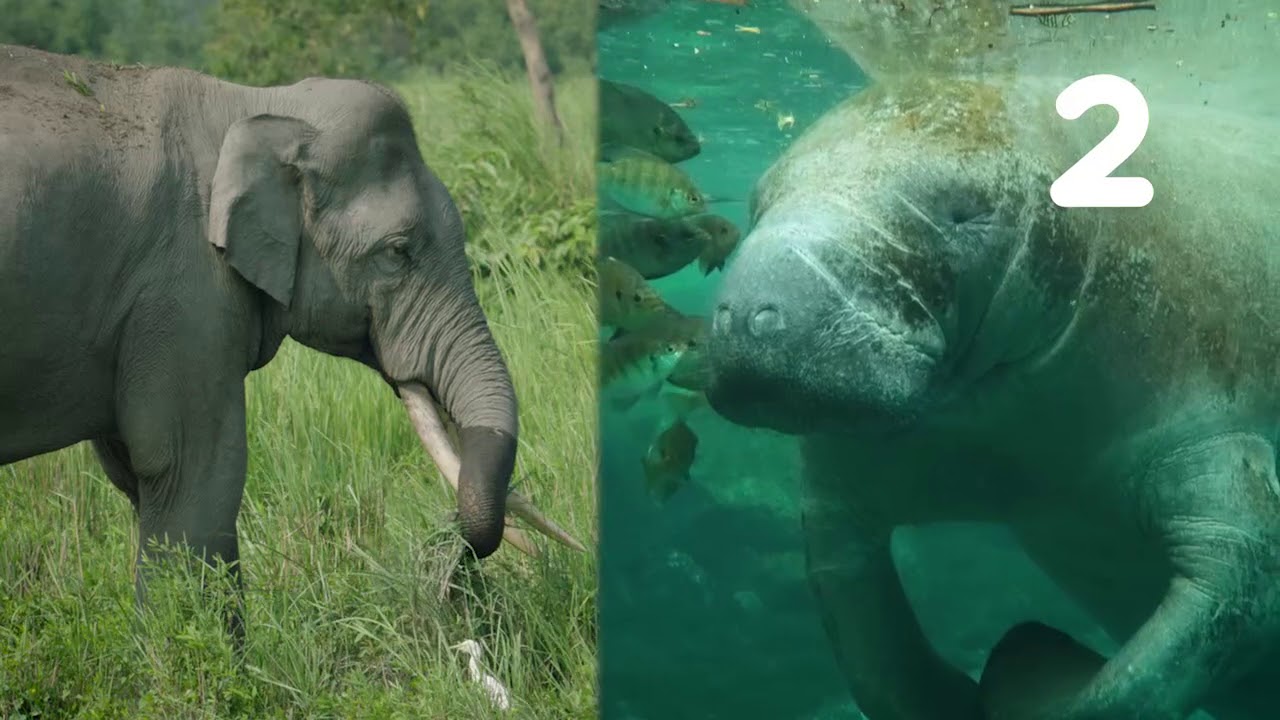 5 Mindblowing Manatee Facts