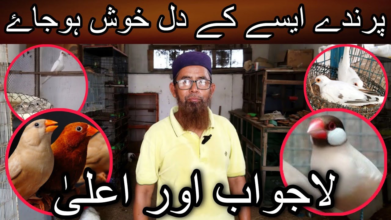 Finches java or dove ki behtreen verity | Cheap price birds | Java sparrow | Love birds | Finches