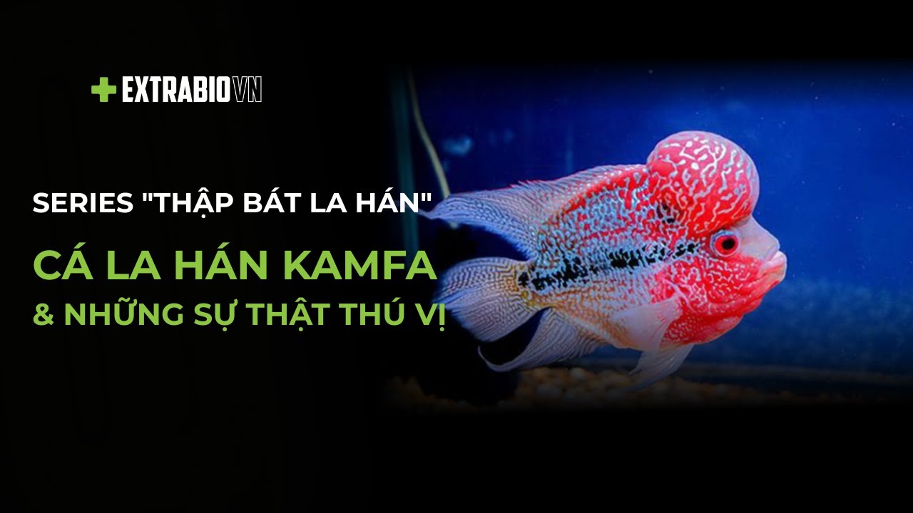 CÁ CHUYỆN | SERIES 
