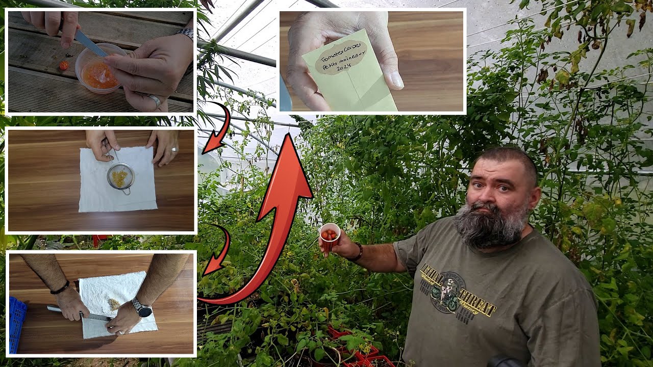 Comment Récolter et Conserver les Graines de Tomates – Méthode Simple et Naturelle