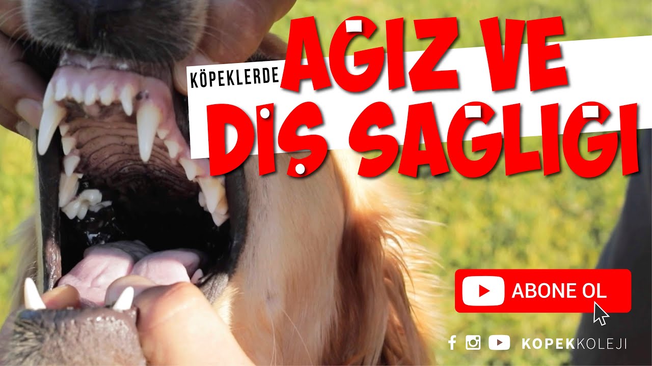 Köpeklerde Ağız ve Diş Sağlığı