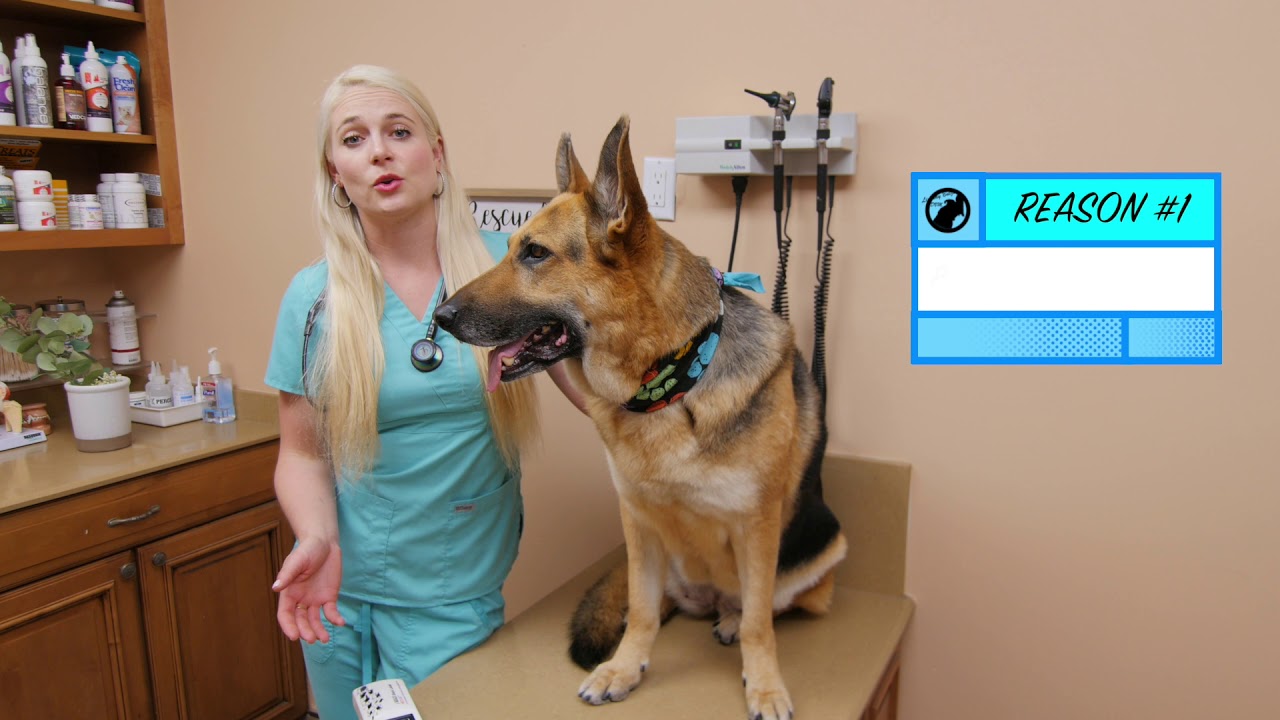 Why You Should Microchip Your Dog | 3 Life Saving Reasons