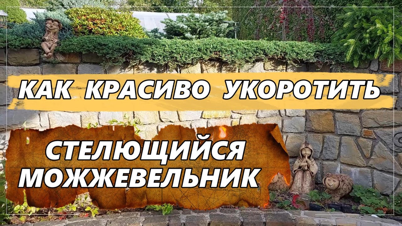 Обрезка стелющего можжевельника. Как это сделать правильно и красиво.