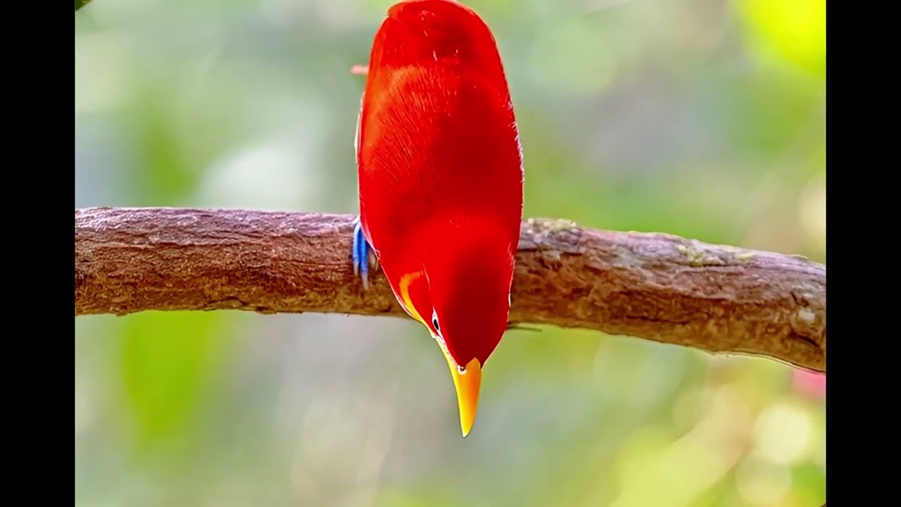 Relaxing Bird Watching: Beautiful Birds in 4K | Nature & Bird Sounds