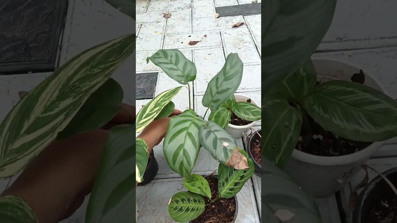 Aglonima combos 550  and calathea combos 500 rs watzup 7558048112