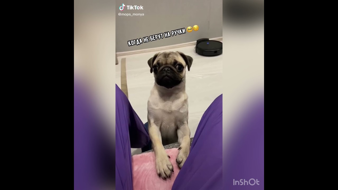 Cute/Funny Mops TikTok Compilation