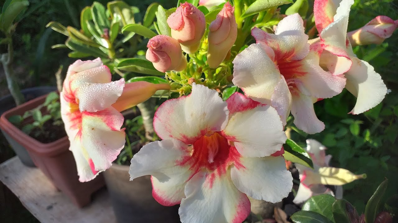 Meu paraíso de flores minhas rosa  do dezerto 