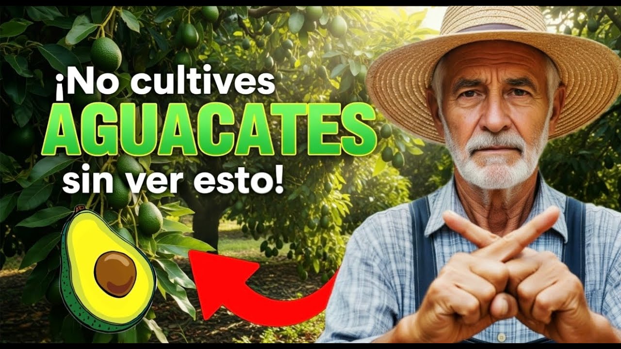 ¡NO CULTIVES AGUACATE SIN VER ESTO! (Los 7 Secretos que Nadie te Cuenta)