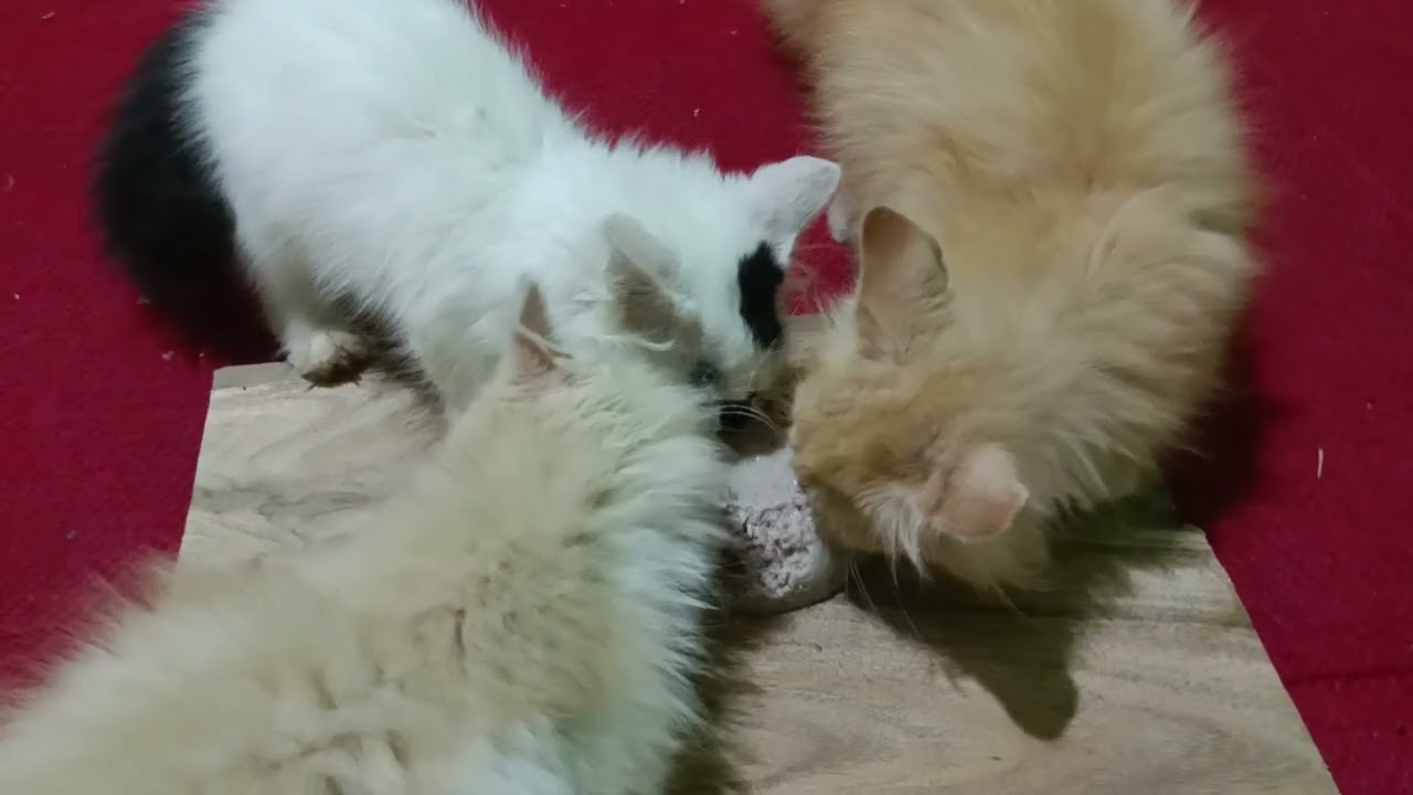 Selamat makan kakak #cat #catlife #kitten #kucing #arikucinglucu 