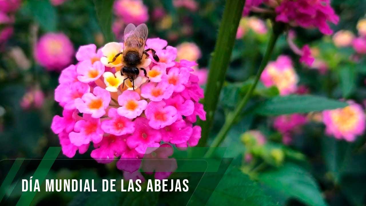Día mundial de las abejas - TvAgro por Juan Gonzalo Angel Restrepo