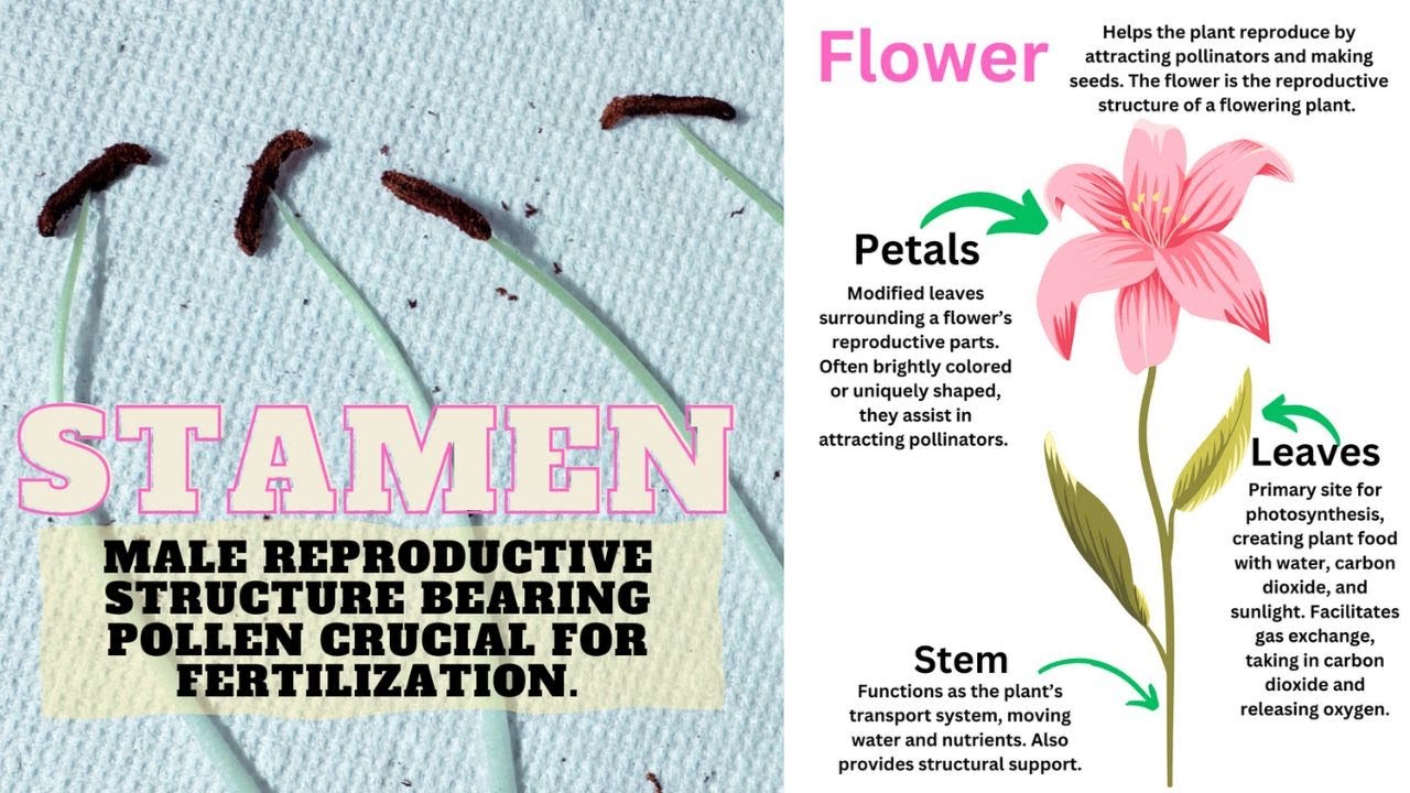 Flower Dissection - Parts of a Flower |  reproduction in flowering plants