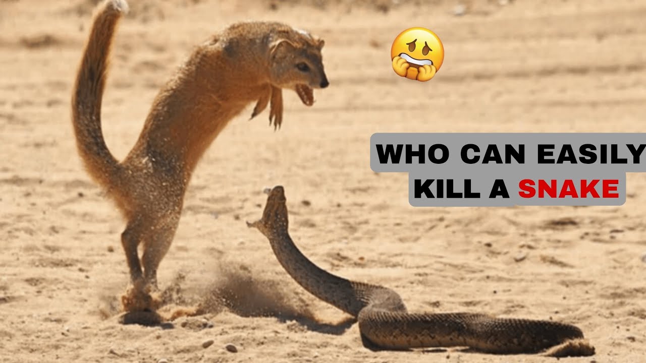 6 Ruthless Snake Killers &ndash; Animals That Dominate Serpents!