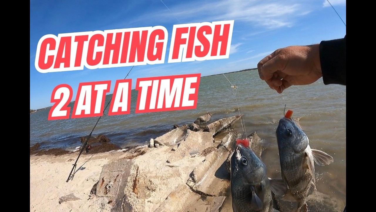 Catching Black Drum two at a time
