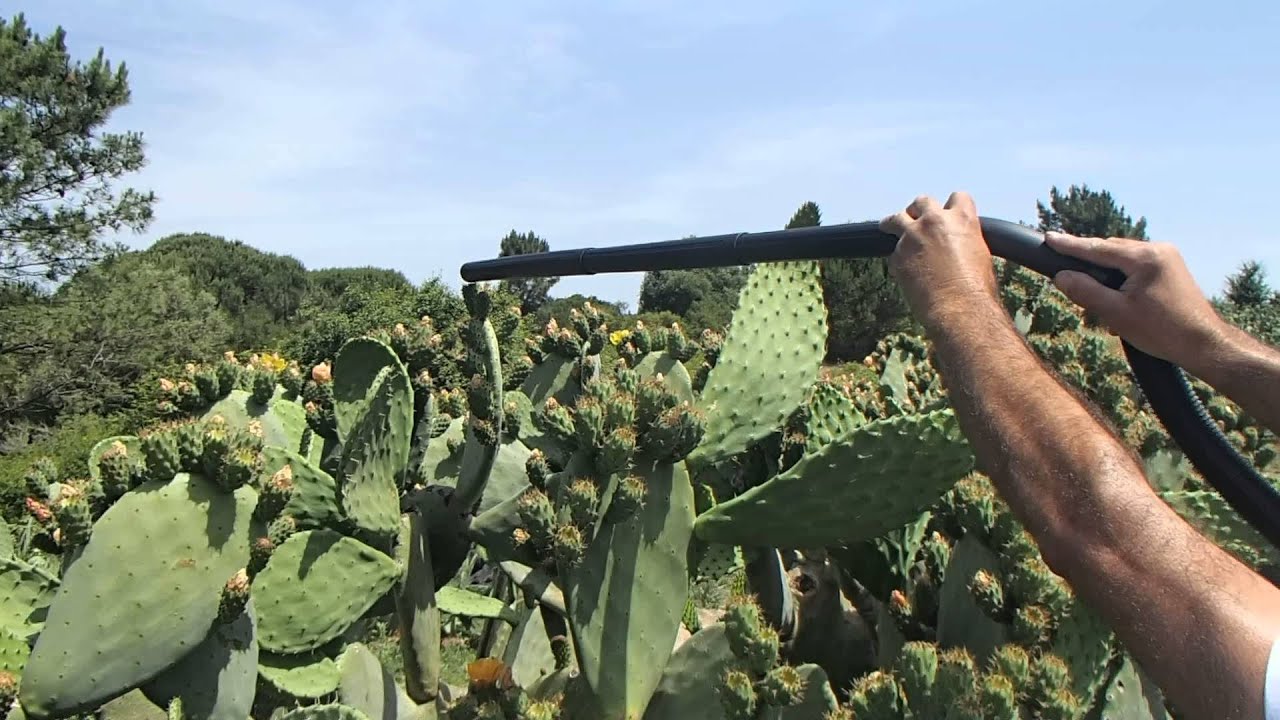 Apanha mecânica da flor do figo da india