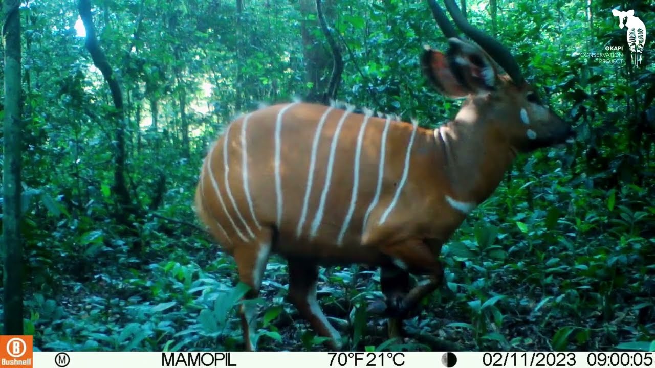 The stunning biodiversity of the Okapi Wildlife Reserve: Camera Trap Compilation