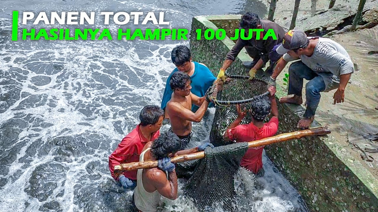Panen Total Tambak Tradisional | Lihat Hasil Penjualan Udang