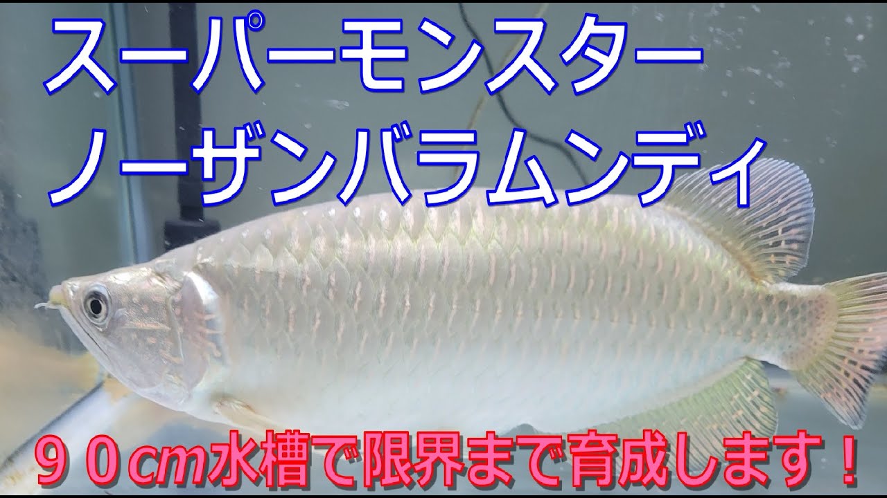 スーパーモンスターノーザンバラムンディ育成計画始動！