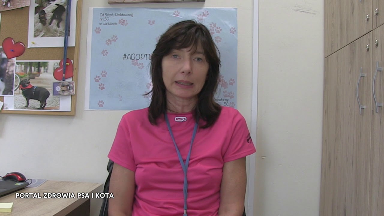 Jak przygarnąć DRUGIEGO  kota ze schroniska. Koci mobbing.  Joanna Łapińska - zoopsycholog