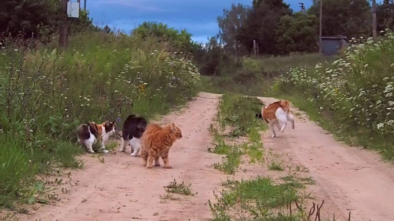 BARSIK - Kurilian Bobtail