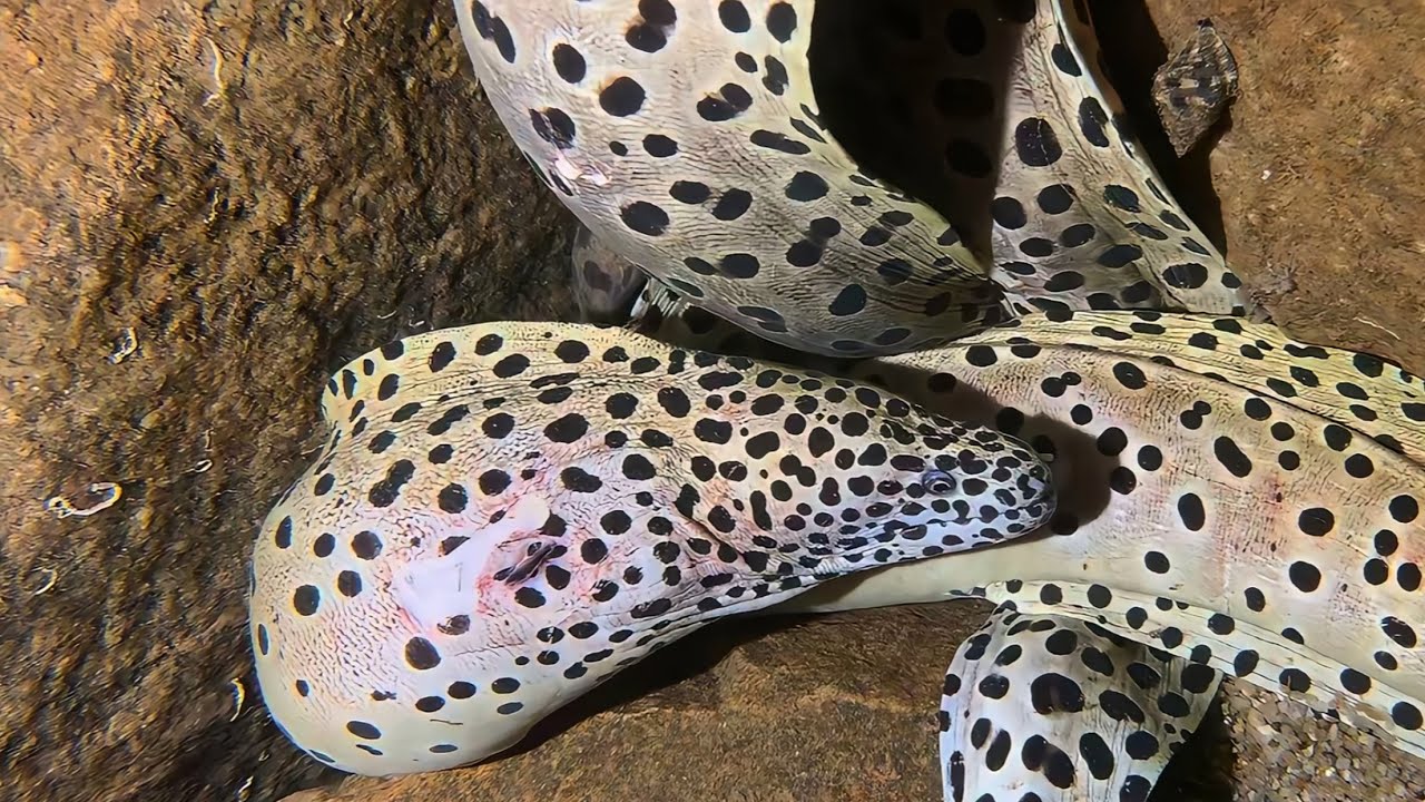 Live Stream 🟢 –Color Challenge - Brightest Catch！ #diving #fishing #seafood #shorts