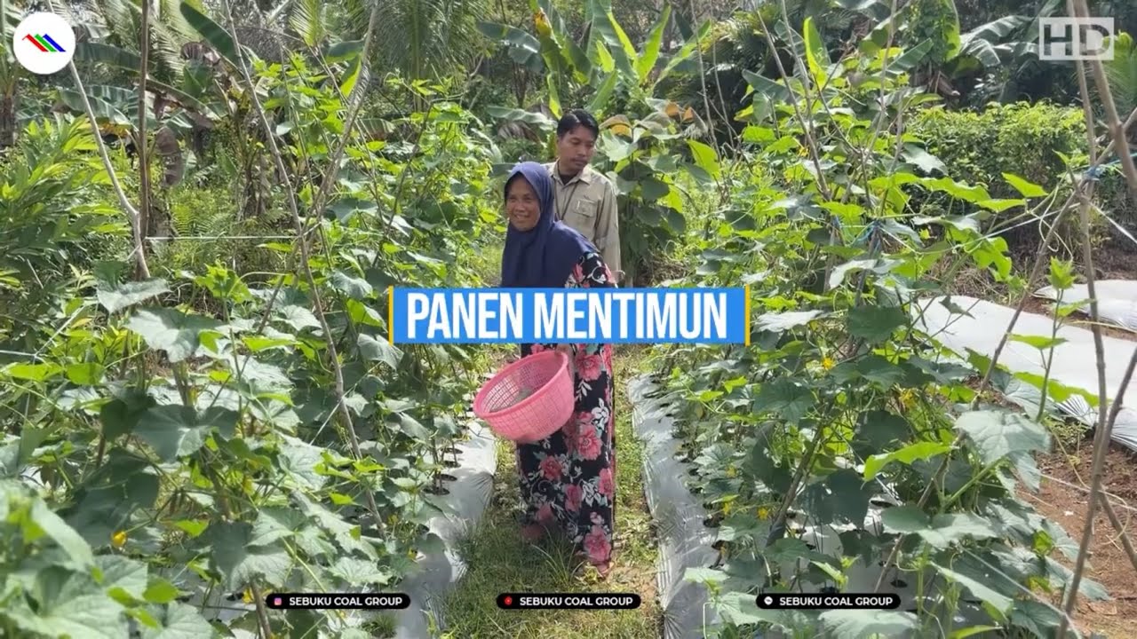Panen Mentimun Rutin, Petani Megasari Hasilkan 60 Kg Tiap 2 Hari - Binaan CSR SCG